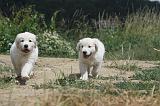 GOLDEN RETRIEVER 624